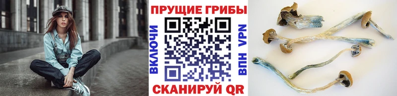 Псилоцибиновые грибы Psilocybine cubensis  Михайлов 